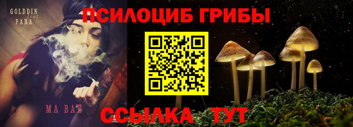 Псилоцибиновые грибы мицелий Кириши